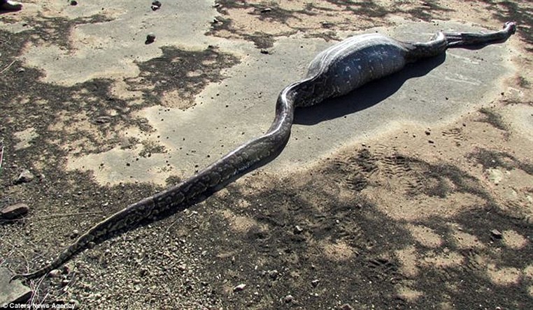 African rock Python eats a 13.8 kg Porcupine and dies